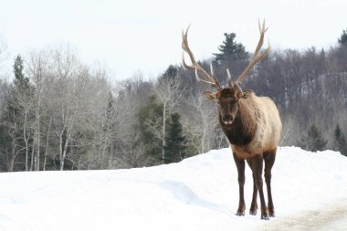 Geyik Quebec. Kanada, Kuzey Amerika.