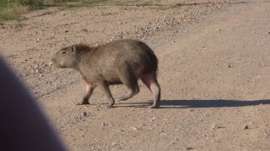 Capibara Bolivya, Güney Amerika.