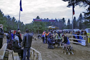 Köpek Quebec. Kanada, Kuzey Amerika.