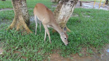 Geyik Bolivya, Güney Amerika.