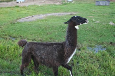 Lama Quebec. Kanada, Kuzey Amerika.