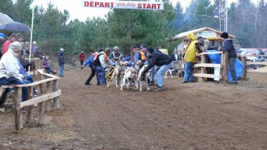Köpek Quebec. Kanada, Kuzey Amerika.