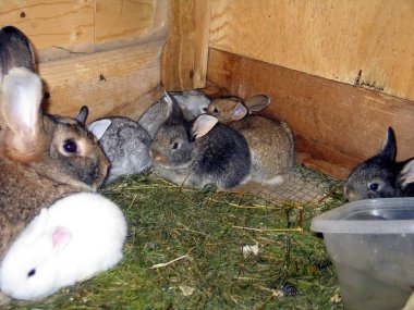 Tavşan Quebec. Kanada, Kuzey Amerika.