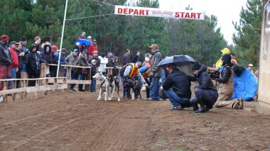 Köpek Quebec. Kanada, Kuzey Amerika.