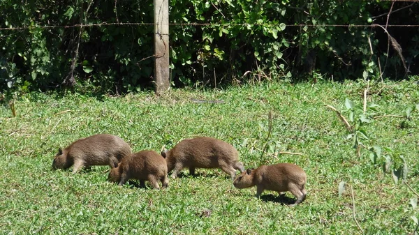 Capybara en Bolivie, Amérique du Sud . — Photo