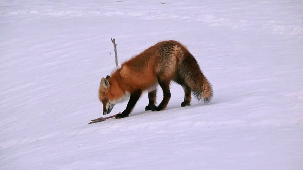 Fuchs in Quebec. Kanada, nordamerika. — Stockfoto