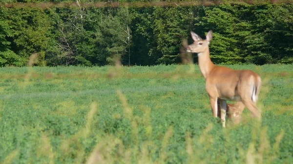 Cerfs au Québec. Canada, Amérique du Nord . — Photo