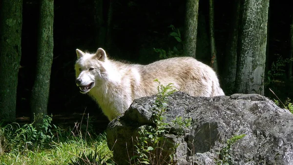 Wolf in Quebec. Canada, Noord-Amerika. — Stockfoto
