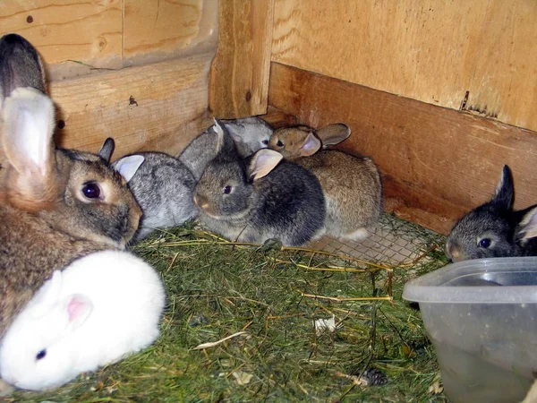 Tavşan Quebec. Kanada, Kuzey Amerika.