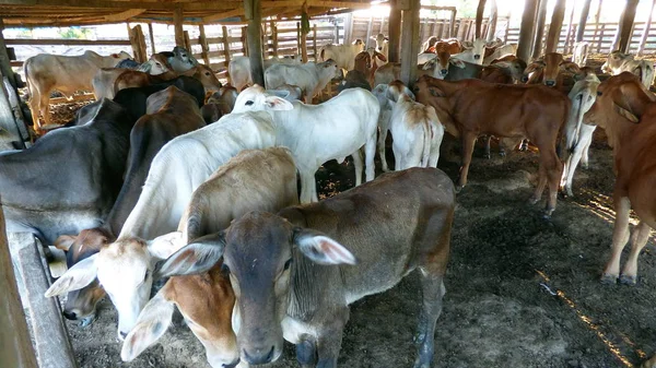 Estancia 'da Corral. Bolivya, Güney Amerika.