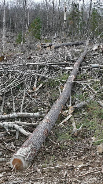 Bush destruction in Quebec. Canada, north America. — Stock Photo, Image