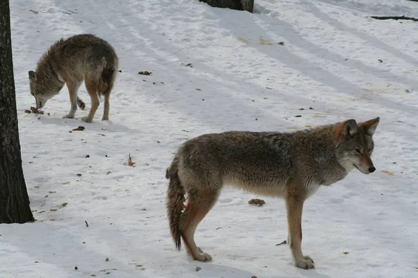 Wolf in Quebec. Kanada, nordamerika. lizenzfreie Stockfotos
