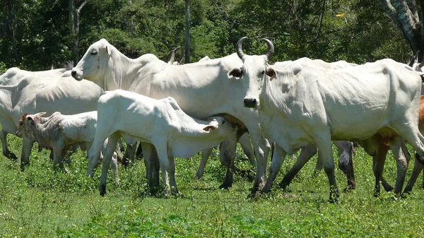 Σήμανση σε Estancia. Βολιβία, Νότια Αμερική. Εικόνα Αρχείου