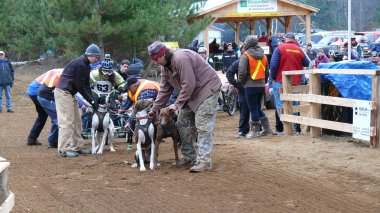 Köpek Quebec. Kanada, Kuzey Amerika.