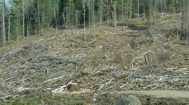 Bush imha Quebec. Kanada, Kuzey Amerika.
