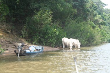 İnek Fleuve. Bolivya, Güney Amerika.