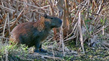 Capibara Bolivya, Güney Amerika.