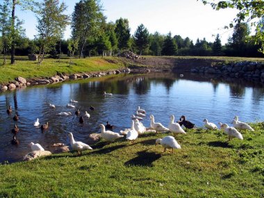 Üreme Quebec. Kanada, Kuzey Amerika.
