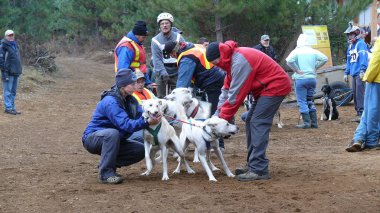 Köpek Quebec. Kanada, Kuzey Amerika.