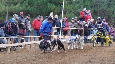 Köpek Quebec. Kanada, Kuzey Amerika.
