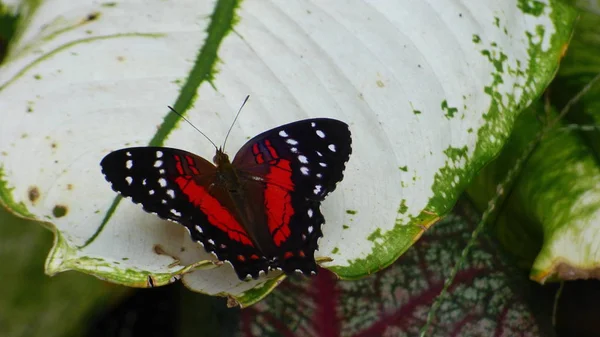 Insectes en Bolivie, Amérique du Sud . — Photo