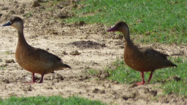 Canard en Bolivie, Amérique du Sud . — Photo