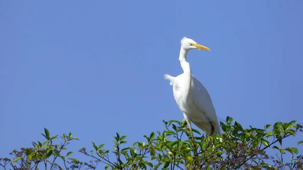 Egret in Bolivia, south America. — Stock Photo, Image