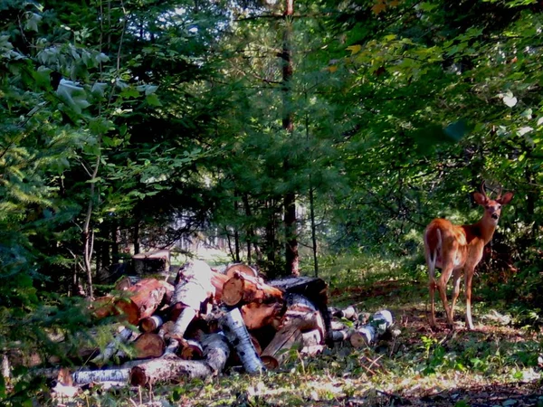 在魁北克的鹿。加拿大，北美地区. — 图库照片
