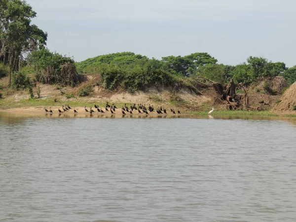 Río en Fleuve. Bolivia, América del Sur . — Foto de Stock