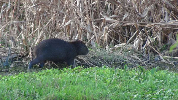 Capybara en Bolivie, Amérique du Sud . — Photo