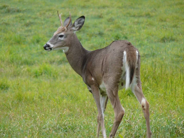 Cerfs au Québec. Canada, Amérique du Nord . — Photo