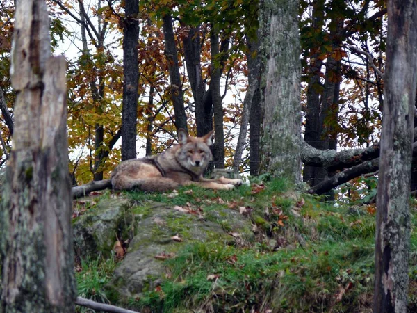 Lobo en Quebec. Canadá, América del Norte . — Foto de Stock