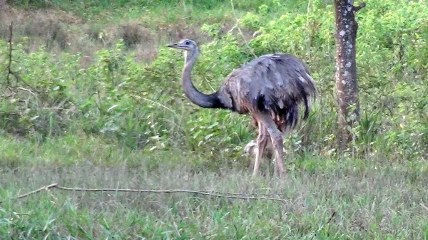 Rhea in Bolivien, Südamerika. — Stockfoto