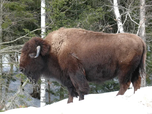 Bizon Quebec. Kanada, Kuzey Amerika. — Stok fotoğraf