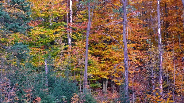 Otoño en Quebec. Canadá, América del Norte . — Foto de Stock