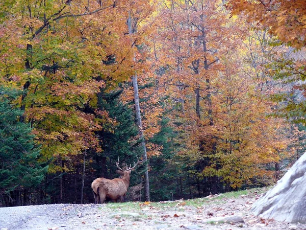 Ciervos en Quebec. Canadá, América del Norte . —  Fotos de Stock