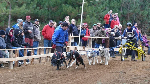 Köpek Quebec. Kanada, Kuzey Amerika.