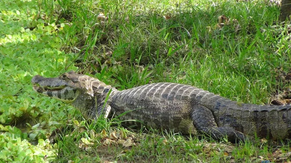 Reptil in Bolivia, south America. — Stock Photo, Image