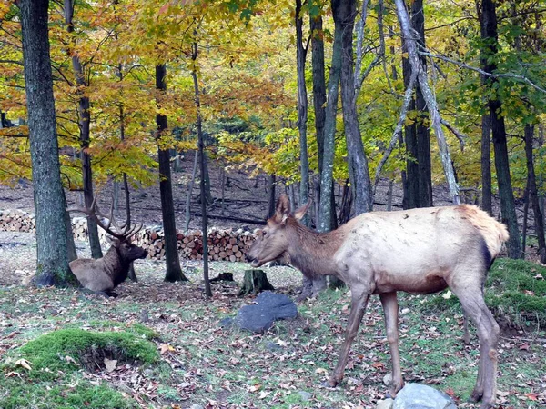 Cerfs au Québec. Canada, Amérique du Nord . Photos De Stock Libres De Droits