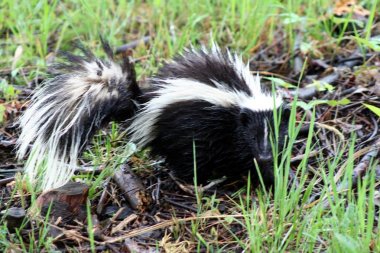 Quebec 'te Skunk. Kanada, Kuzey Amerika.