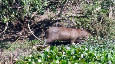 Capibara Bolivya, Güney Amerika.