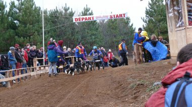 Köpek Quebec. Kanada, Kuzey Amerika.