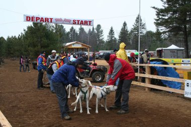 Köpek Quebec. Kanada, Kuzey Amerika.
