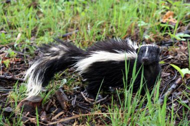 Quebec 'te Skunk. Kanada, Kuzey Amerika.