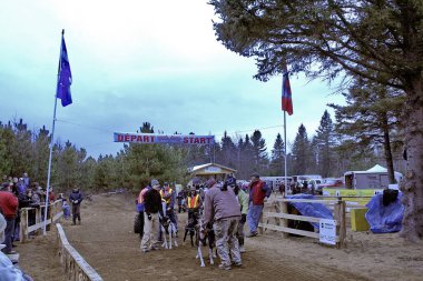 Köpek Quebec. Kanada, Kuzey Amerika.
