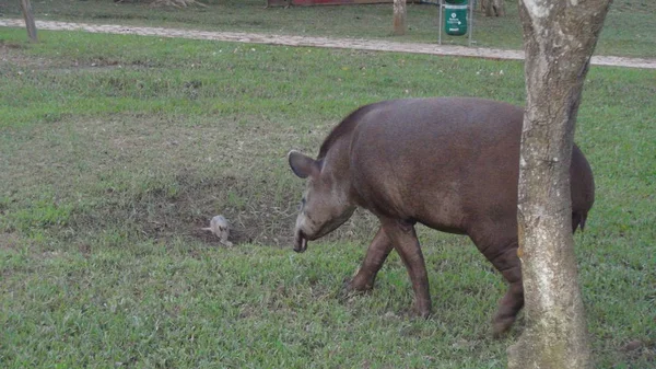 Tapirus en Bolivia, América del Sur . —  Fotos de Stock