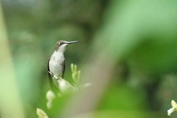Kolibřík v Quebecu. Kanada, Severní Amerika. — Stock fotografie