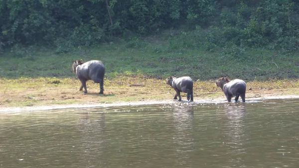 Capibara en Bolivia, América del Sur . —  Fotos de Stock