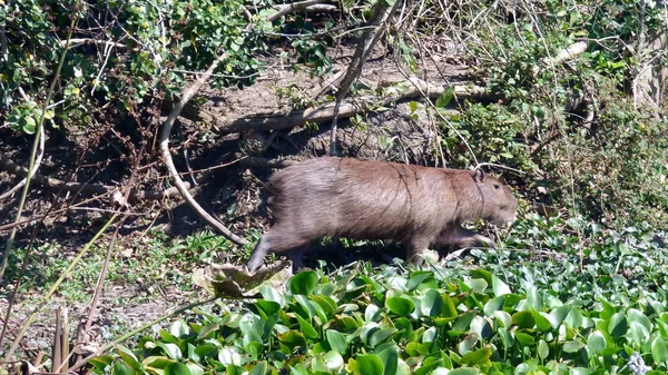 Capibara in Bolivia, Sud America . — Foto Stock