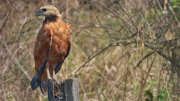 Bolivya, Güney Amerika yaban hayatı.